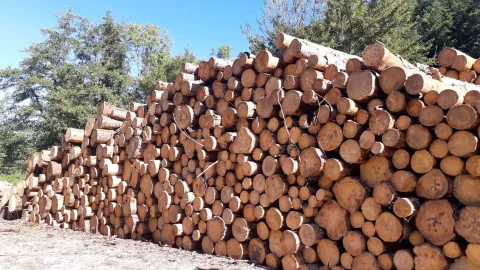 La forêt en 2050 : projection des volumes et du bilan carbone