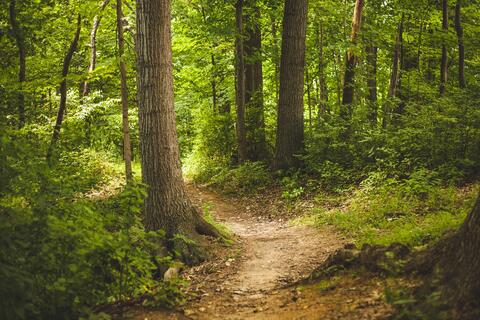 Filière forêt-bois en Occitanie : une ressource à mieux valoriser, un atout pour l’emploi en zone rurale | INSEE