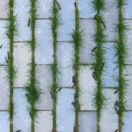 Pavés avec joints en herbe