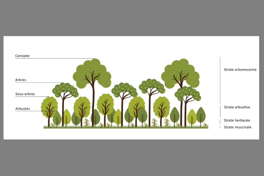 Principe de forêt selon Miyawaki